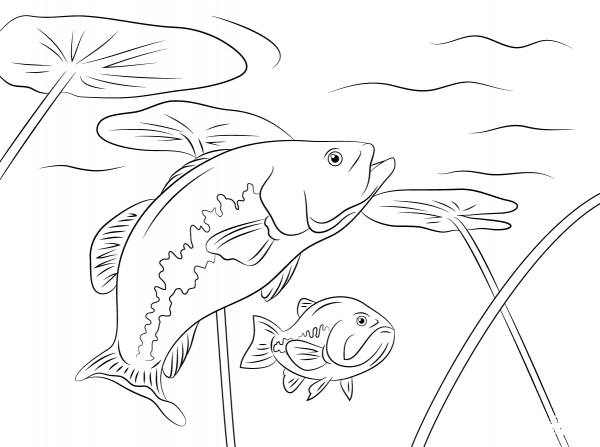 Largemouth Basses coloring page image