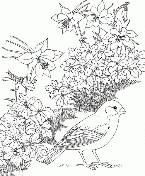 Lark Bunting and Columbine Colorado State Bird and Flower coloring page image