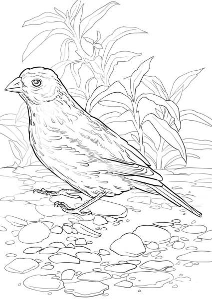Lark Bunting coloring page image