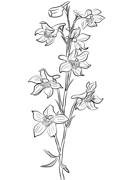 Larkspur coloring page image