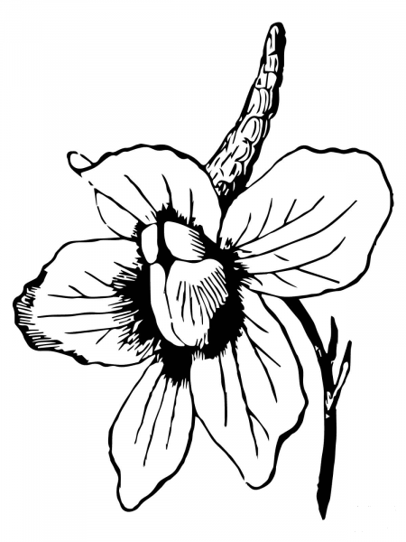Larkspur Flower coloring page image