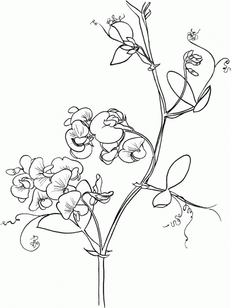 Lathyrus Odoratus or Sweet Pea coloring page image
