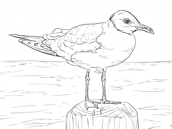 Laughing Gull coloring page image