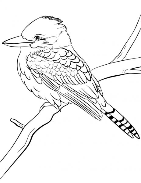 Laughing Kookaburra coloring page image