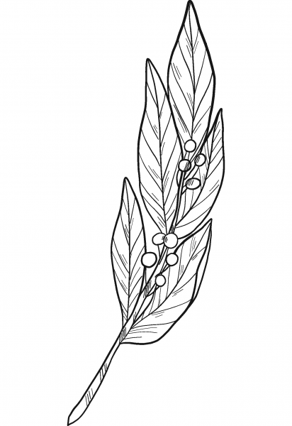 Laurel coloring page image