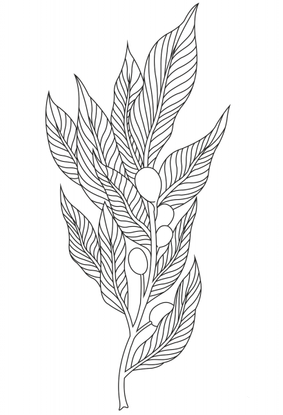 Laurel coloring page image