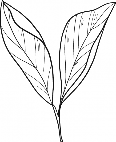 Laurel coloring page image