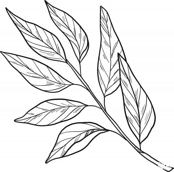 Laurel coloring page image
