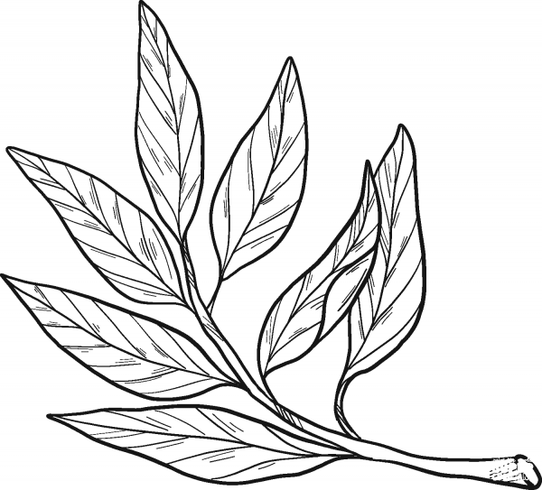 Laurel coloring page image
