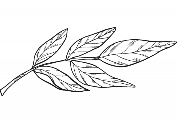 Laurel coloring page image
