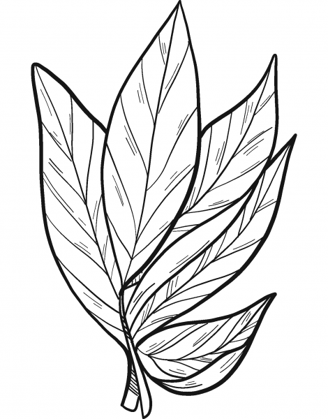 Laurel coloring page image