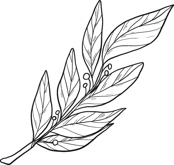 Laurel coloring page image