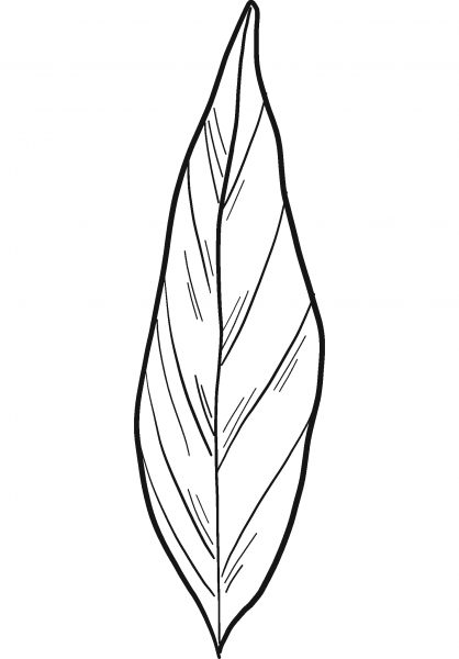 Laurel Leaf coloring page image