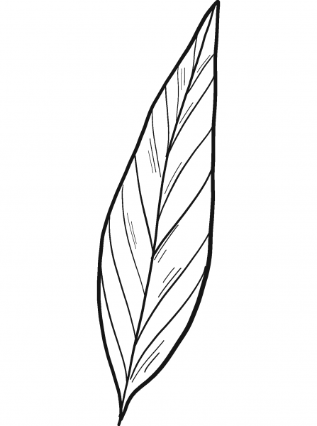 Laurel Leaf coloring page image