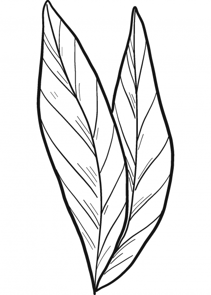 Laurel Leaves coloring page image