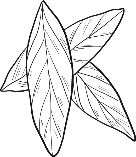 Laurel Leaves coloring page image