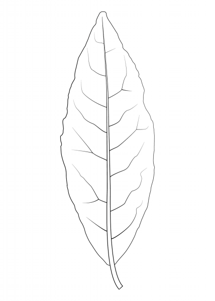 Laurel Tree Leaf coloring page image