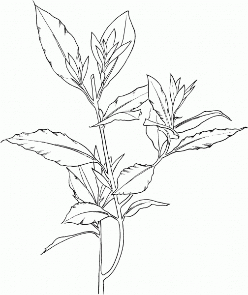 Laurus Nobilis or Bay Laurel coloring page image