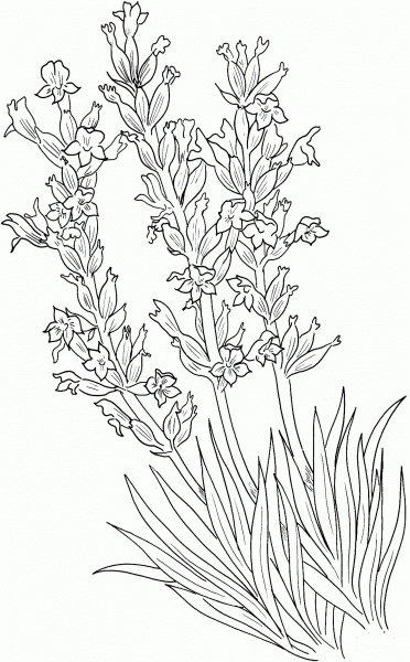 Lavandula Angustifolia or Common Lavender coloring page image