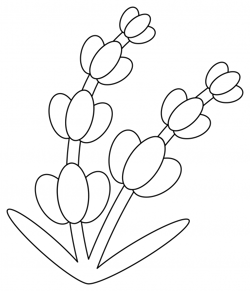 Lavender coloring page image