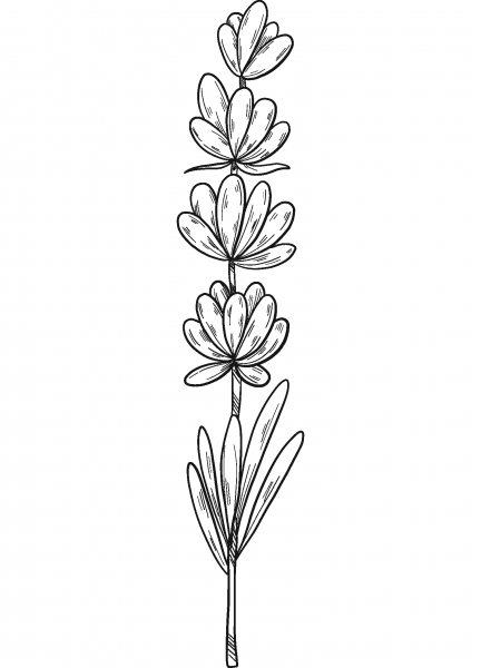 Lavender coloring page image