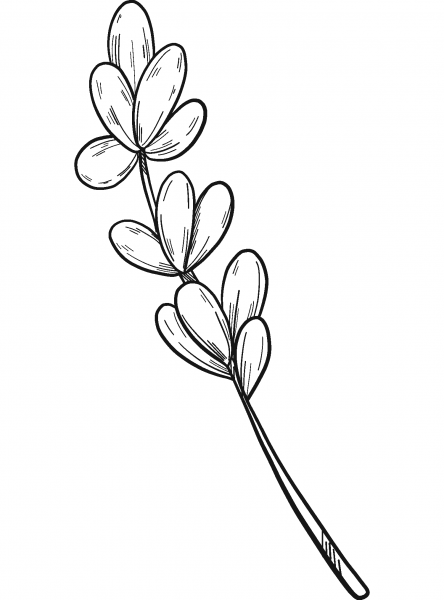 Lavender coloring page image