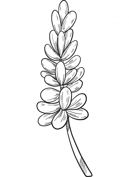 Lavender coloring page image