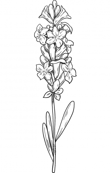 Lavender coloring page image