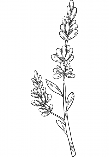 Lavender coloring page image