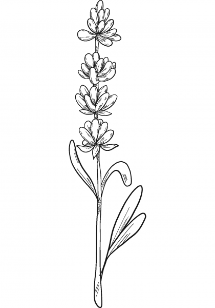 Lavender coloring page image