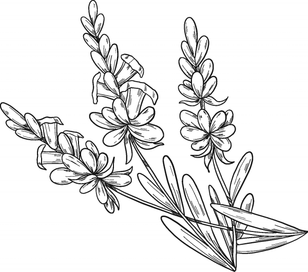 Lavender coloring page image