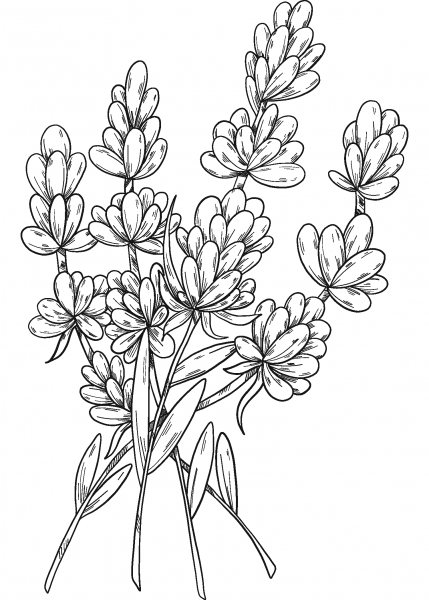 Lavender coloring page image