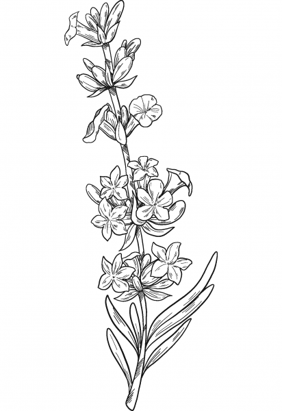 Lavender coloring page image