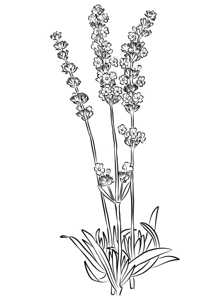 Lavender coloring page image