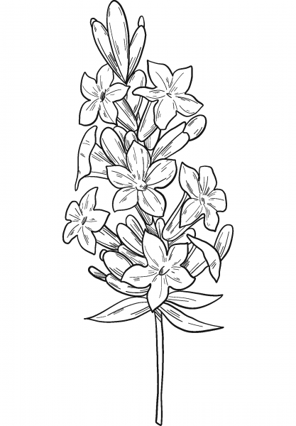 Lavender coloring page image