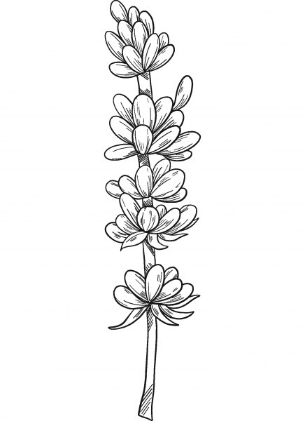 Lavender coloring page image