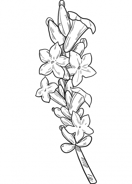 Lavender coloring page image