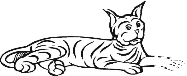 Laying Bobcat  coloring page image