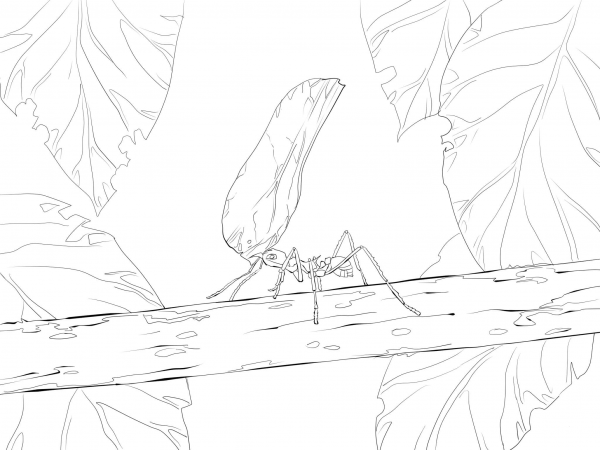 Leaf Cutter Ant coloring page image