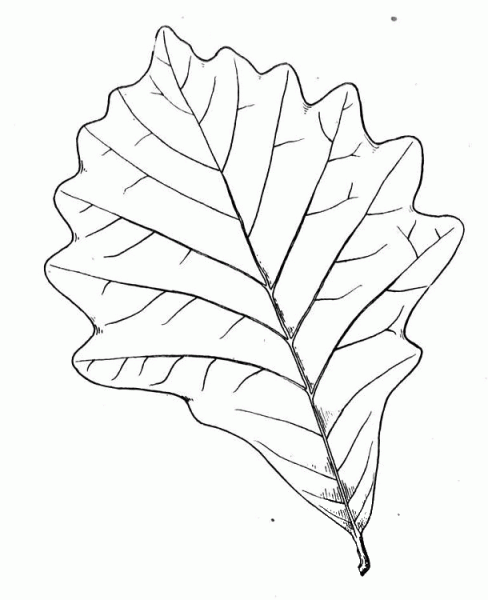 Leaf of Oak coloring page image