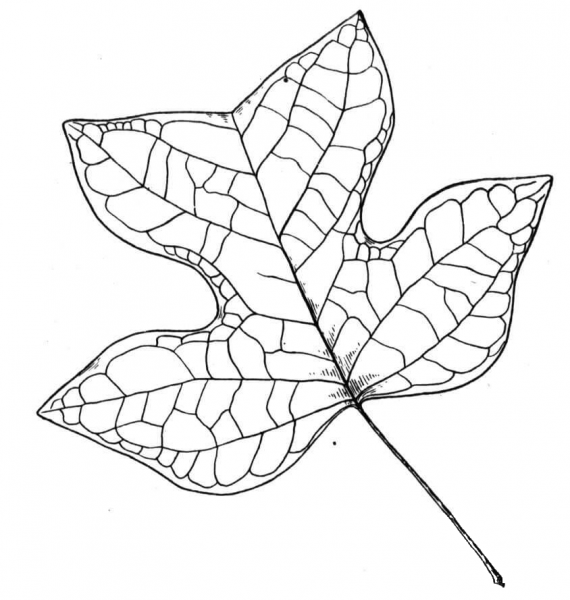 Leaf of Poplar  coloring page image