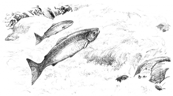 Leaping Alaska Salmon coloring page image