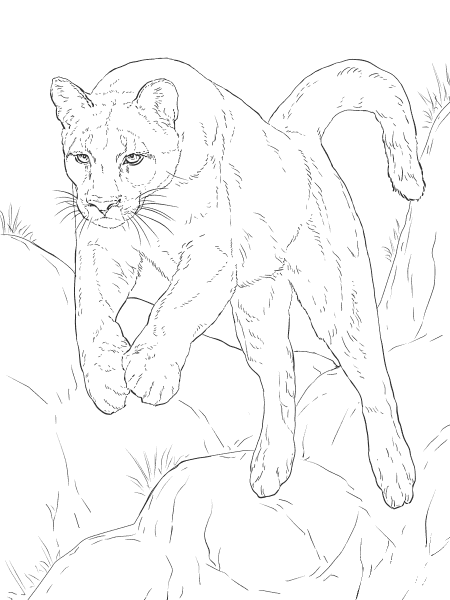 Leaping Cougar coloring page image