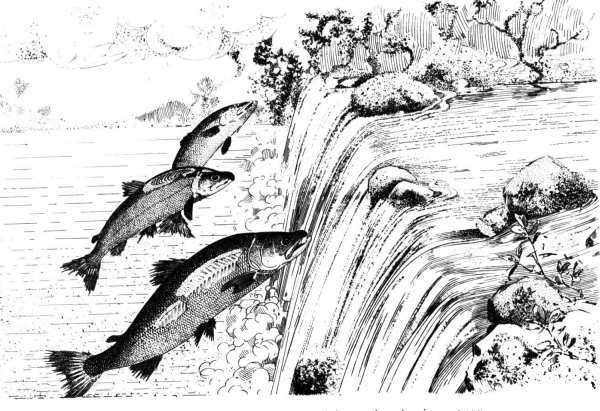 Leaping Pacific Salmon coloring page image