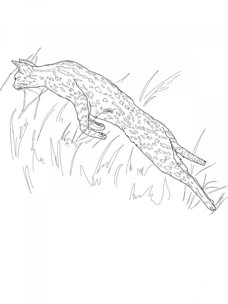 Leaping Serval coloring page image