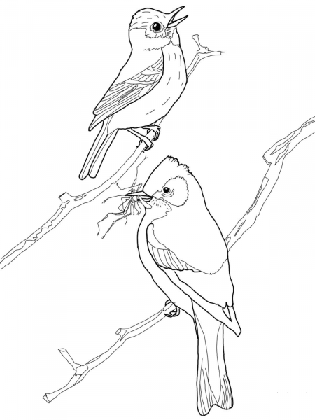 Least Flycatcher Birds coloring page image