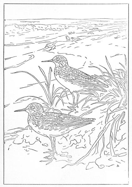 Least Sandpiper and Semipalmated Sandpiper coloring page image