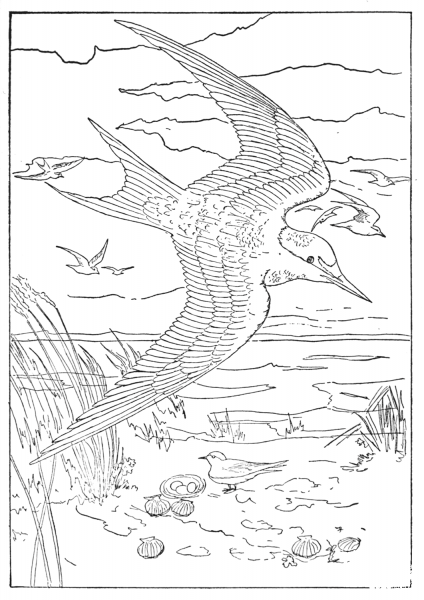 Least Tern coloring page image