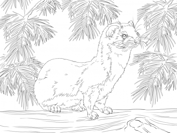 Least Weasel coloring page image