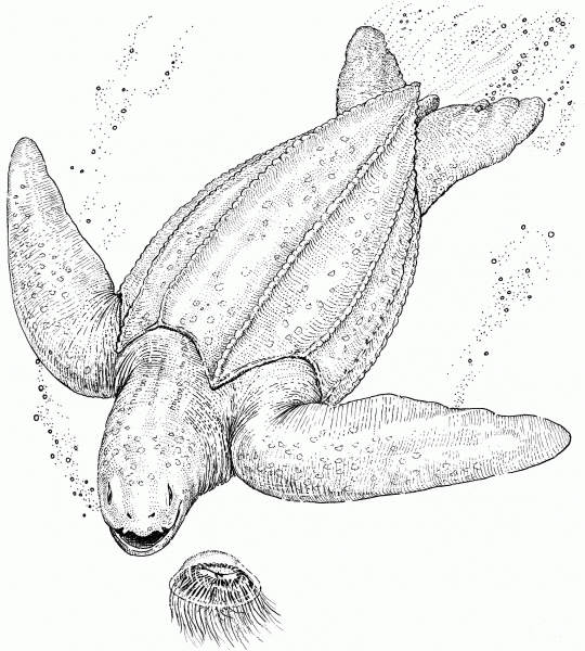 Leatherback Sea Turtle coloring page image